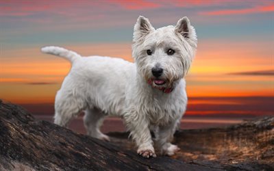 West Highland White Terrier C&#227;o, 4k, montanhas, branco Westie, Westie, animais fofos, animais de estima&#231;&#227;o, Westy C&#227;o, cachorros, West Highland White Terrier