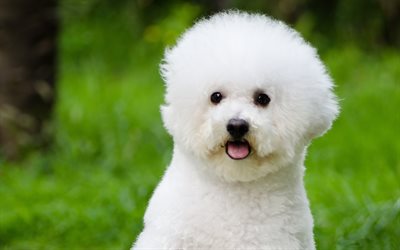 Bichon Frise, bokeh, pets, dogs, funny dog, Bichon Frise Dog, white dog, cute animals, furry dog