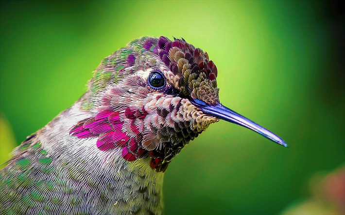 Hummingbird, close-up, n&#228;bb, lilla f&#229;gel, Trochilidae