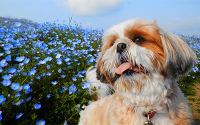 Shih Tzu, close-up, fluffy dog, pets, flowers, dogs, cute animals, Shih Tzu Dog