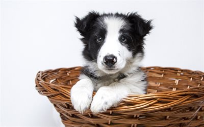 Border collie, small puppy, dog in the basket, black and white small dog, cute animals, pets