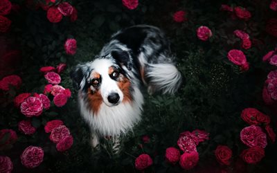 Pastor australiano, flores, Aussie, bokeh, rosas, mascotas, perros, Perro Pastor Australiano Aussie Perro
