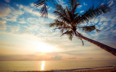 oceano, ilha tropical, p&#244;r do sol, palma, noite, marinha, ondas, luxo vista