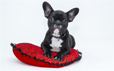 Bulldog francese, poco nero, cucciolo, carino cani, animali domestici, cane nero