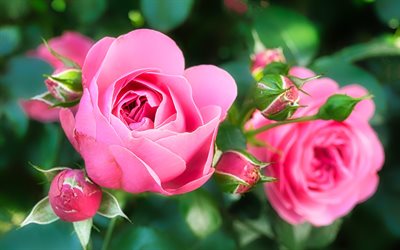 4k, pink roses, close-up, summer, buds, pink flowers, roses