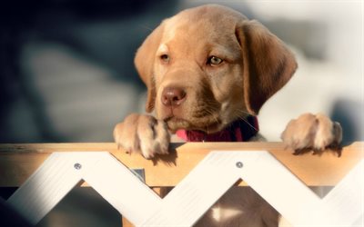 El Labrador retriever, marr&#243;n peque&#241;o cachorro, perro peque&#241;o, mascotas, valla, lindo perro