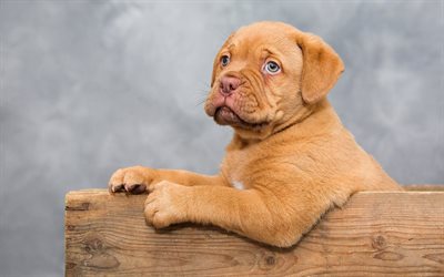 Dogo de burdeos, Bordeauxdog, little brown cachorro, poco lindo perro, un Mast&#237;n franc&#233;s, mascotas