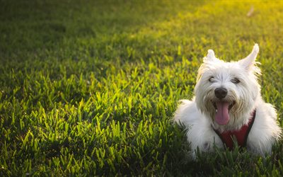 West Highland White Terrier Dog, lawn, white Westie, cute animals, pets, Westy Dog, summer, Westie, sunset, dogs, West Highland White Terrier