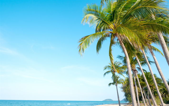 palms, summer, tropical island, travel, coconuts on palm trees, blue sky, summer travel concepts