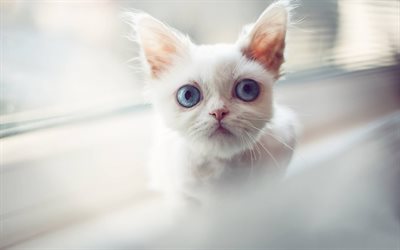 white cat with big blue eyes, pets, cute animals, cats, white kittens