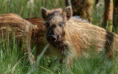 wild boar, small wild boar, forest animals, green grass