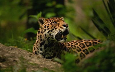 jaguar, jungle, wild cat, wildlife, predator