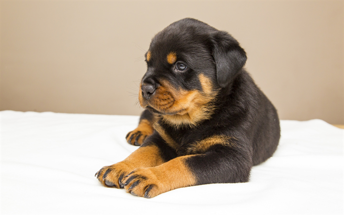 Rottweiler, un peque&#241;o perrito negro, peque&#241;o y lindo mascotas, razas de perros, poco Rottweiler