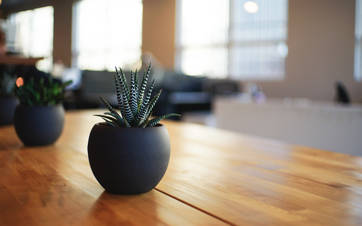 cactus, fleur dans un pot, table, maison des plantes
