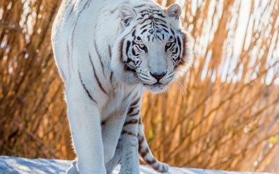 white tiger, predator, snow, wildlife, tigers, dangerous animals