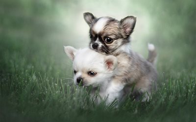 Chihuahua, small puppies, small dogs, white puppy Chihuahua, green grass, pets, dogs