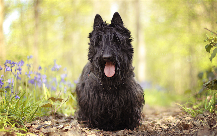 Scottish Terrier, forest, dogs, pets, bokeh, fluffy dog, black dog, Scottish Terrier Dog