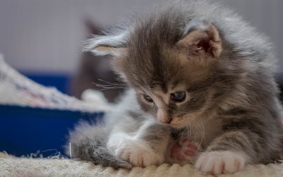 Kitten, Maine Coon, small cat, cute animals, fluffy kitten