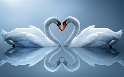 White swans, beautiful birds, white birds, pair of swans
