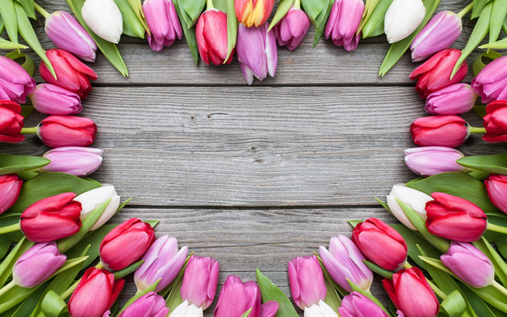 Tulipanes de color rosa, flores silvestres, el coraz&#243;n de los tulipanes, tablas, hermosas flores, los tulipanes
