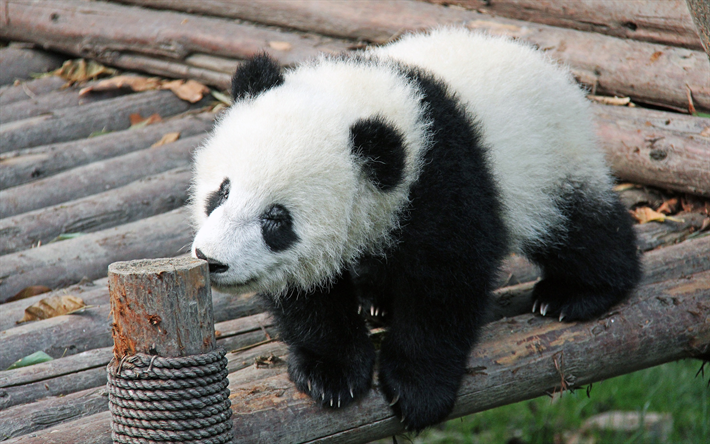 panda, &#199;in, sevimli hayvanlar, k&#252;&#231;&#252;k panda, Hayvanat Bah&#231;esi, ayılar, Ailuropoda, cub