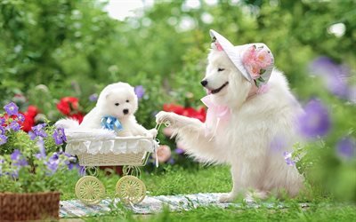 Samoyed, mother and cub, puppy, cute animals, furry dog, dogs, pets, Samoyed Dog
