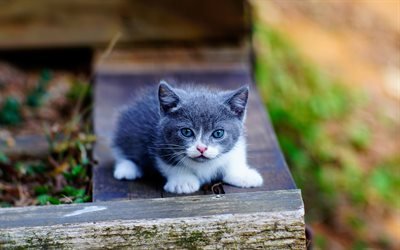 4k, gray kitten, gray cat, cute animals, kittens, pets, cats, domestic cat