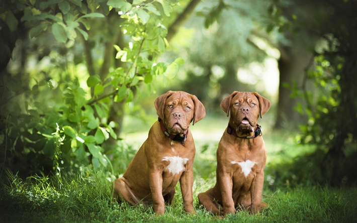 Bordeaux mastiff, casal, animais de estima&#231;&#227;o, animais fofos, floresta, Dogue de Bordeaux, cachorros, Franc&#234;s mastiff