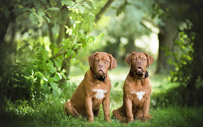 Dogo de burdeos, pareja, mascotas, animales lindos, bosque, Dogo de Burdeos, perros, mast&#237;n ingl&#233;s