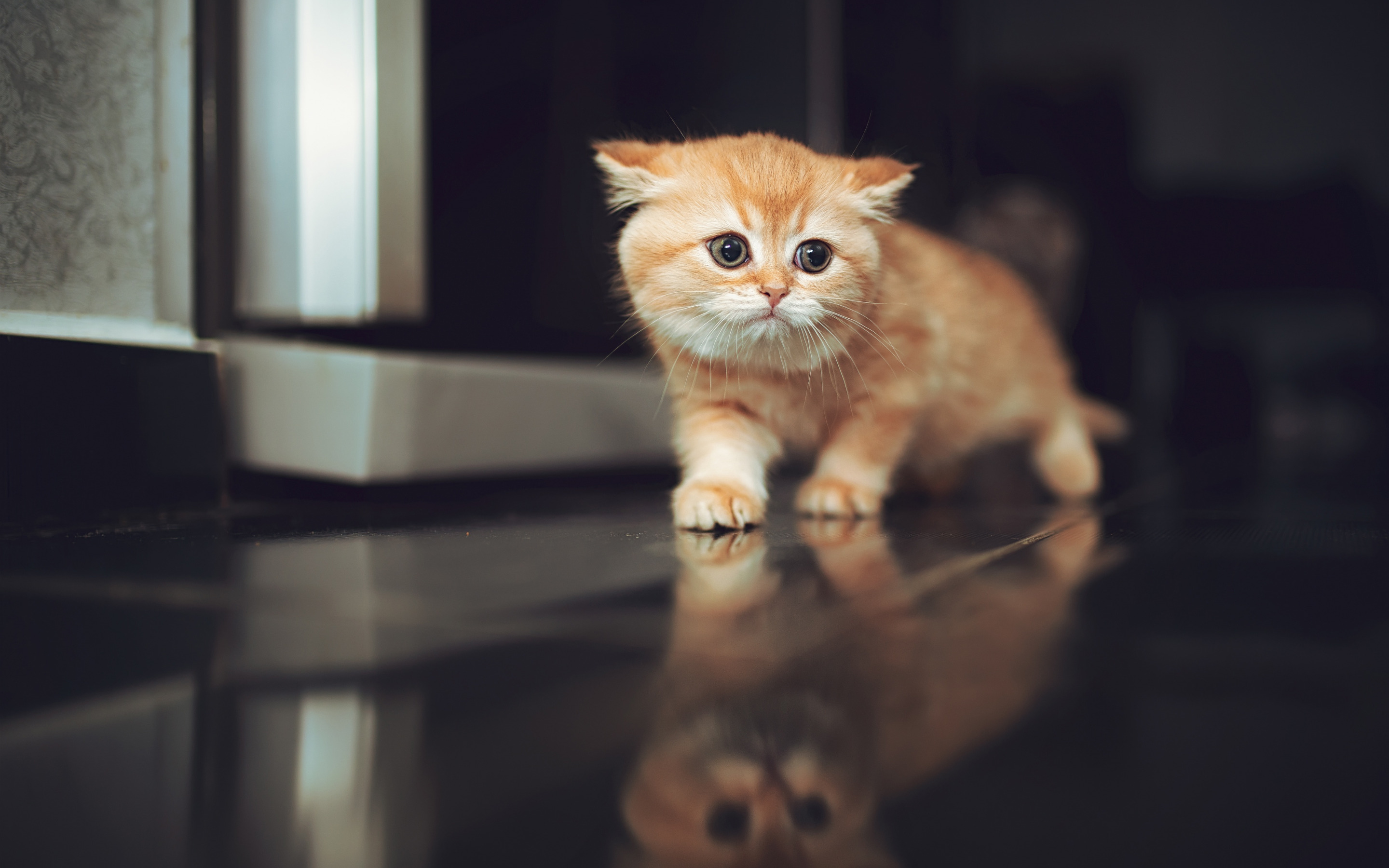 Indir duvar kağıdı biraz zencefil yavru kedi, Scottish Fold, sevimli