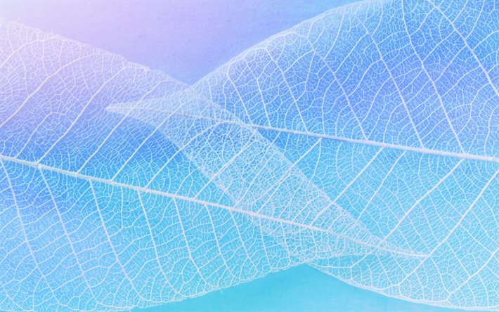 blanco siluetas de las hojas, fondo azul, fondo creativo, fondo con hojas blancas