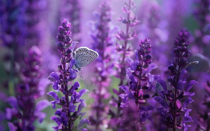 los altramuces, mariposa en las flores, flores de color p&#250;rpura, flores silvestres