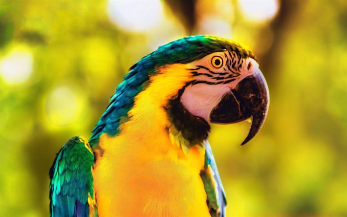 Macaw, pappagallo, Blu e giallo macaw, bellissimi uccelli, pappagalli, uccelli sudamericani