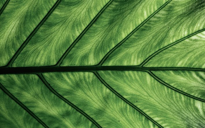 les feuilles vertes de texture, feuille vert, respectueux de l&#39;arri&#232;re-plan, feuille verte de fond, des textures naturelles