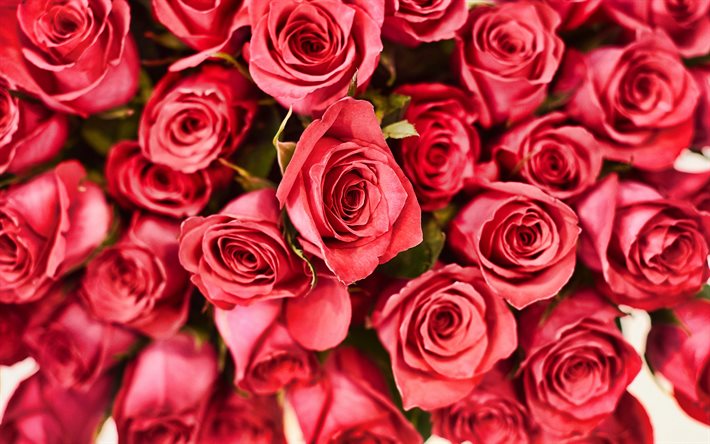 red rose sfondo, sfondo con rose, rosso, floreale, sfondo, di rose, di un bel rosso fiori, boccioli di rosa rossa
