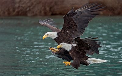 bald eagles, symbol of the USA, North America, USA, birds of prey, wildlife, eagle, bald eagle