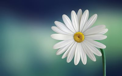 daisy, bokeh, bellis perennis, white flower, close-up