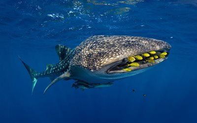 whale shark, underwater world, gold carang, predator, shark, ocean
