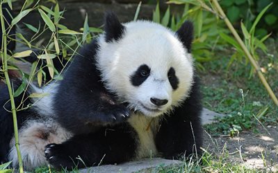 panda, cute bear cub, zoo, forest, Japan