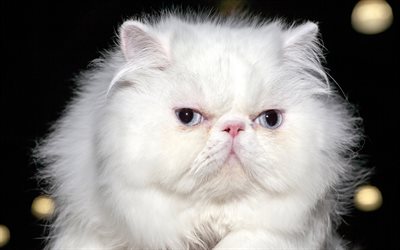 ペルシアの白い猫, ふわふわの白い子猫, かわいい動物たち, ペット, 猫