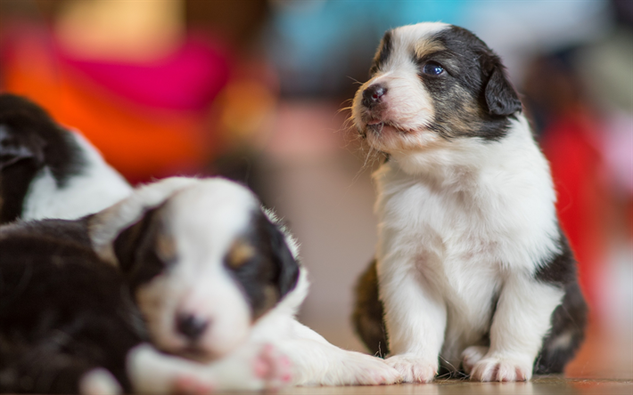 Australian Shepherd Dog, Little Puppies, Black and White Puppies, Pets, Aussie, Dogs