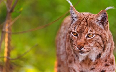 lynx, wildlife, sfondo verde, il gatto selvatico, animali della foresta