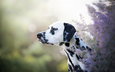 Dalmatiska, bokeh, blommor, inhemsk hund, s&#246;ta djur, valp, Dalmatiner Hund, husdjur, hundar