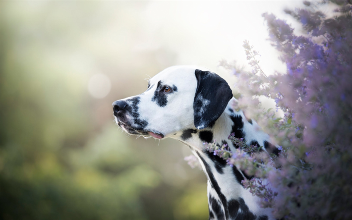 Dalmatian, bokeh, flowers, domestic dog, cute animals, puppy, Dalmatian Dog, pets, dogs