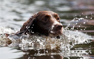 English Pointer, brown dog, pets, swimming dog, river, Pointer, dogs
