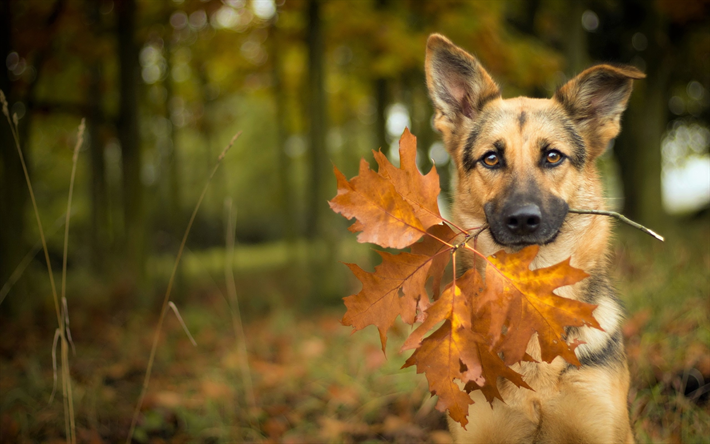 Pastore tedesco, autunno, cucciolo, animali, cani, Cane, animali domestici