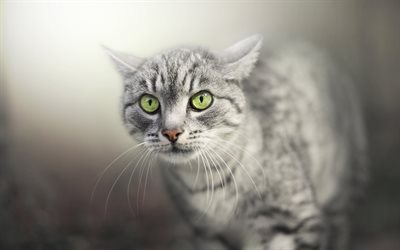 el gato gris, American Bobtail, el gato con ojos verdes, mascotas, animales lindos, desenfoque, gatos