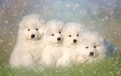 Samoyed, puppies, white dog, family, cute animals, small Samoyed, furry dog, dogs, pets, Samoyed Dog