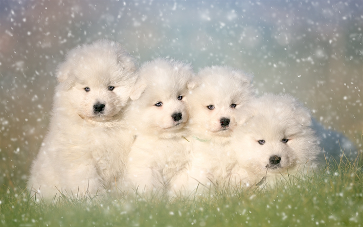 Samoiedo cuccioli, cane bianco, famiglia, animali, piccoli Samoiedo, peloso cane, cani, animali domestici, Cane Samoiedo