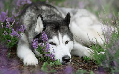 Siperian Husky, s&#246;p&#246; iso koira, siniset silm&#228;t, wild flowers, lemmikit, husky, koirat